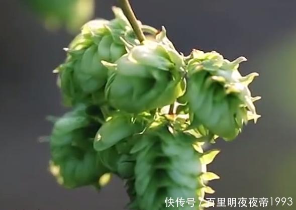  啤酒花■这植物名叫啤酒花，制作啤酒却少不了它，如今市面上一