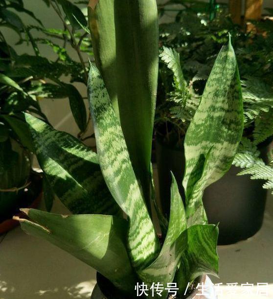 老奶奶■老奶奶不花钱买3种花,全靠叶片扦插繁殖,叶子多少苗多少