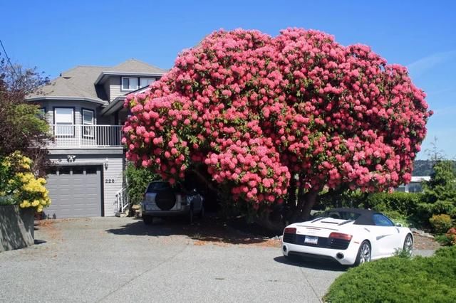 百年的杜鹃树，你们见过吗？美到游客不断！