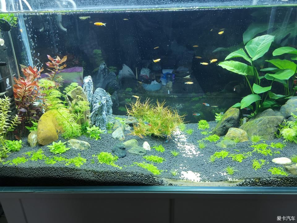  『水质』我家的花花草草第十四季-新手折腾水草缸