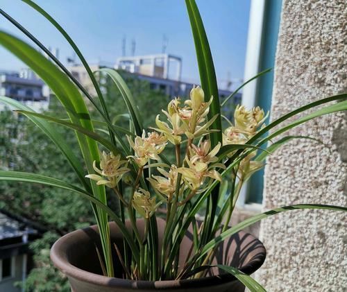  「检查盆土」兰花翻盆到底要不要换盆土植料？搞清楚3点，兰花翻盆就这么简单