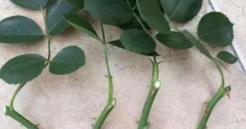 「枝条」这种花号称开花机器,折根枝条插土里就生根,30天长出一大盆!