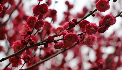  「种植」红腊梅种子怎么种，红腊梅种子的种植方法介绍！一起来了解一下吧！