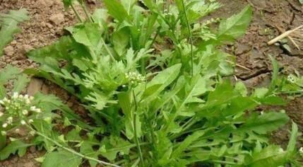  养花久@1种野菜，正当季，含钙量是“鸡蛋”4倍，看到摘叶，别挖根