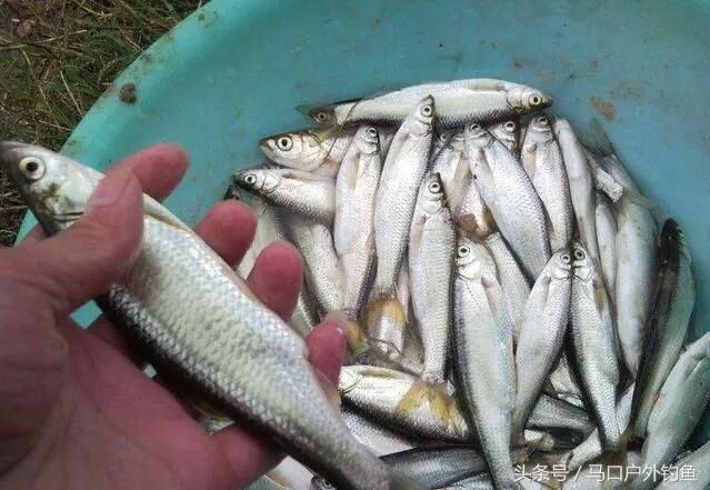 农村这种“浪里白条”离开水2小时就腐烂,如今快被地笼捕绝了