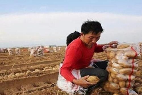 一个即将被“消灭”的沙漠，几乎变成了绿洲，还被种植马铃薯