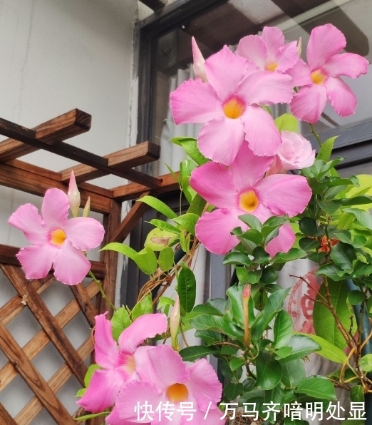【茉莉花】8种“喜阳”花,夏天晒不死,一口气开大半年!