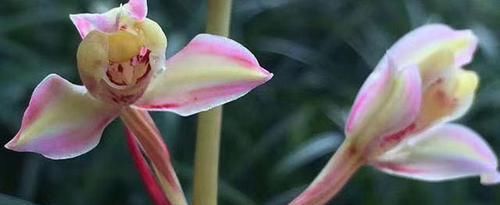  养兰：曾价格不菲的两款兰花，花色艳丽无比，花型独特罕见，养兰必选