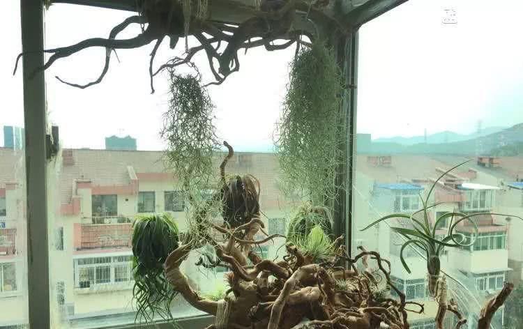 好养理由■这5种花命真大,掐个枝就能活,长满家里空地!