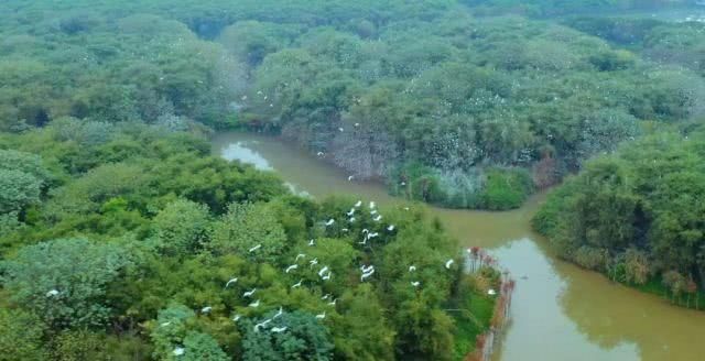 秋风起，候鸟归！佛山绝美观鸟地有……