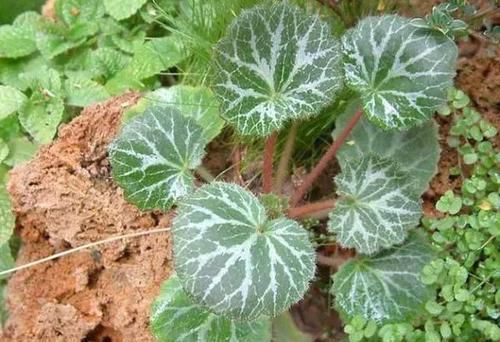  「适合」1种耐阴盆栽，俗称“虎耳草”，适合养在室内，来看怎么养