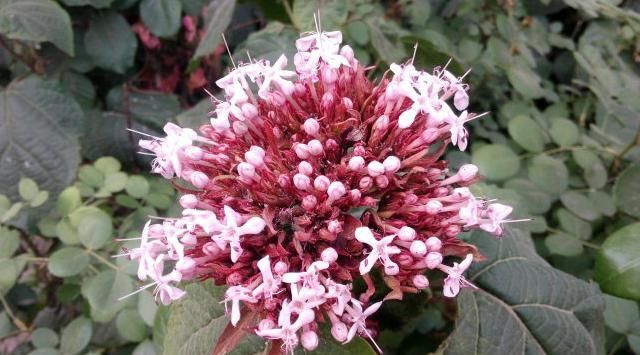  「植物」农村人叫它“臭牡丹”，开花非常臭，但是很漂亮，这种花你见过吗