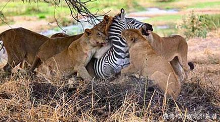 比较大的动物有哪些 t0196ffba7d31f90d12.jpg