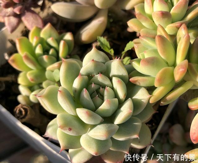 『砍头』多肉小崽围着妈妈转，养成大风车，换个大盆不香吗？砍头扦插可惜