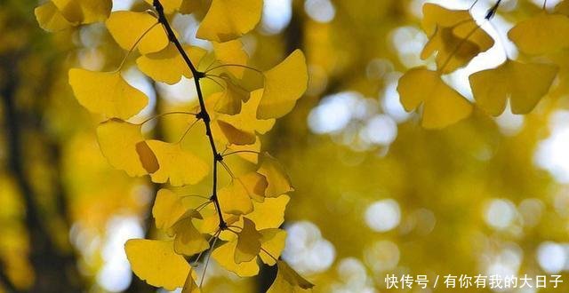  人说它@白果黄叶，银杏果掉了一地，有些人捡回家“大补”，你可别上当！
