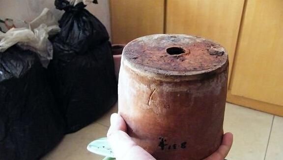  #栀子花#养了2年的栀子花，一换盆就死了，问题不在花身上，在你身上