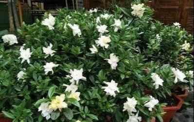  「栀子花」栀子花花苞掉一地?，改改几个“臭毛病”，大花苞砰砰开