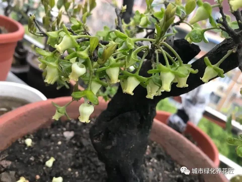  桩头|金弹子下山桩头素沙深埋抽芽成功，什么时候晒太阳好，晒晒更健康