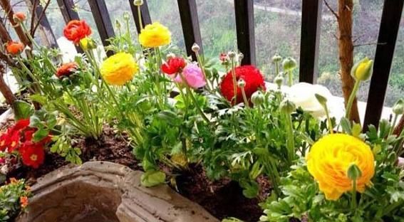  [牡丹]它叫洋牡丹、花毛茛，一次种植可多年赏花，适宜南北方新手盆栽