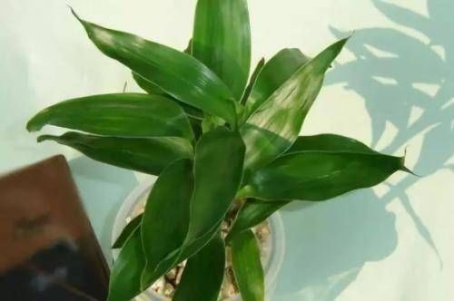  寓意|这4种“吉祥花”寓意富贵，养了就是赚了，家里人都受益