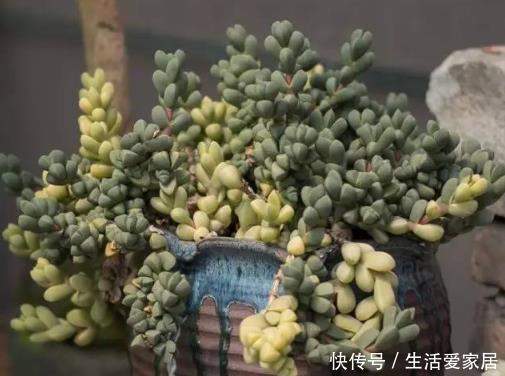 【鹿角海棠】夏季养多肉有门道,5种多肉一断水就“阵亡”,可别粗心大意!