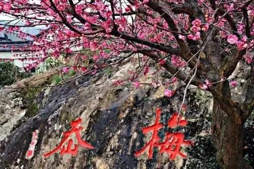 知否知否，应是暗香浮动，浙江已进入赏梅佳期！