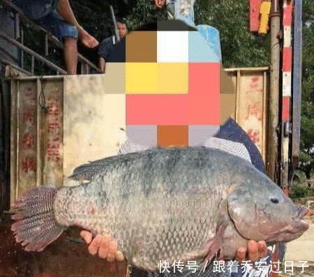 #罗非鱼#广西水库,长出几十斤罗非鱼,这得活了多少年
