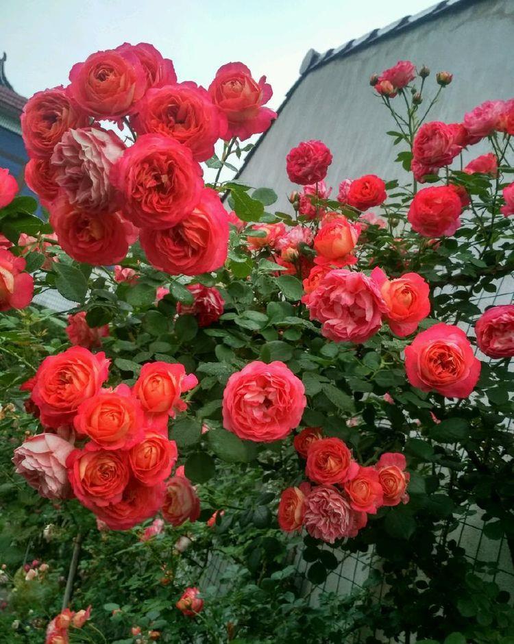 『翻飞』喜欢玫瑰,不如养盆“珍品菊花”紫燕翻飞,似芬芳燕舞,丰姿绰约