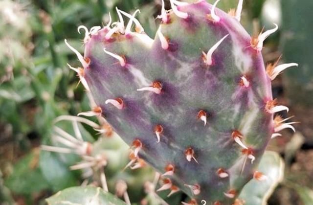  「花友」养仙人掌，给它打“3针”，身姿更魁梧！