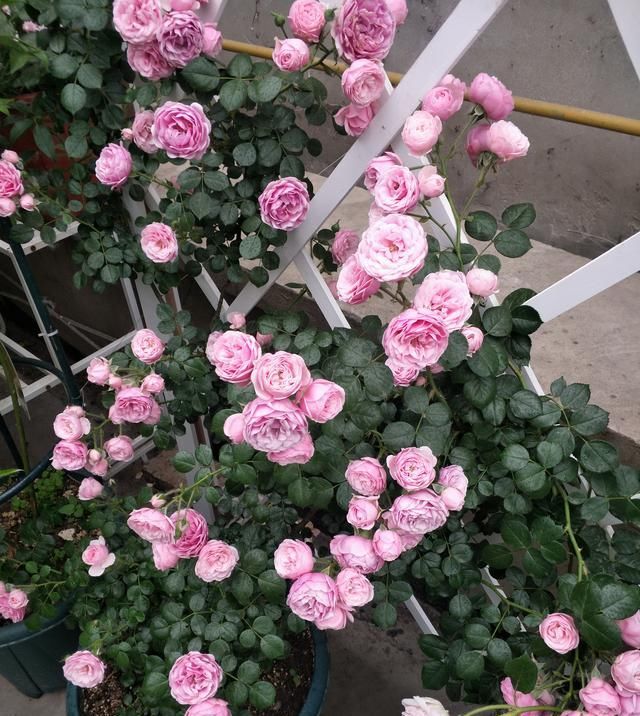  白粉病|春末夏初，月季花防治黑斑、白粉病有方法，安全度夏，远离病害