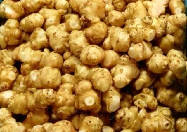  菊芋@菊芋被称为“21世纪人畜共用作物”，农民把它当野花，如今