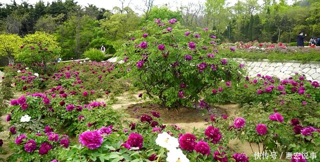 园区■不识芍药与牡丹?请收下这份赏花图鉴!
