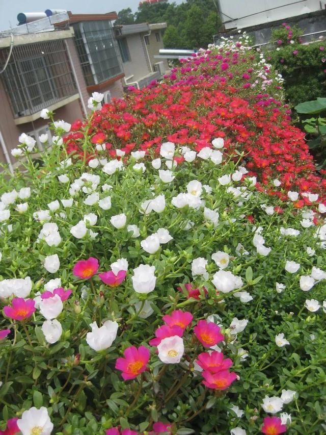 「得像」急性子就养铜钱草,俩月爆满整个家,多得像生物入侵