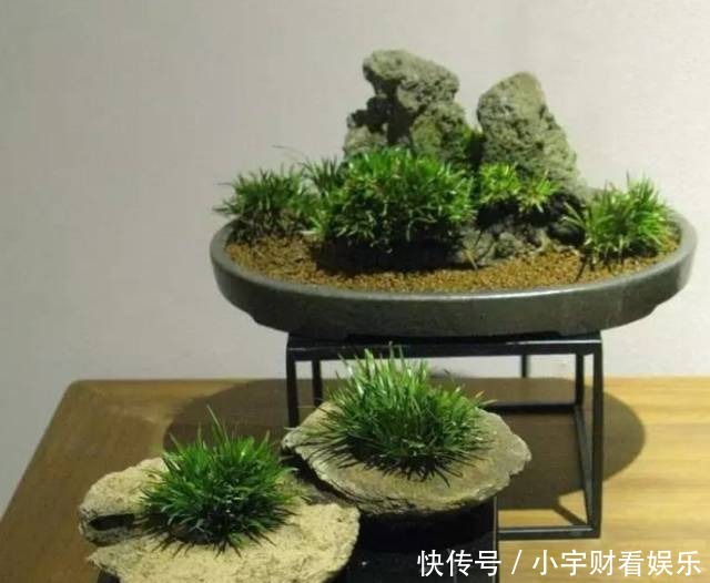 『养眼』菖蒲:此为寿品,玩者珍惜!太养眼!