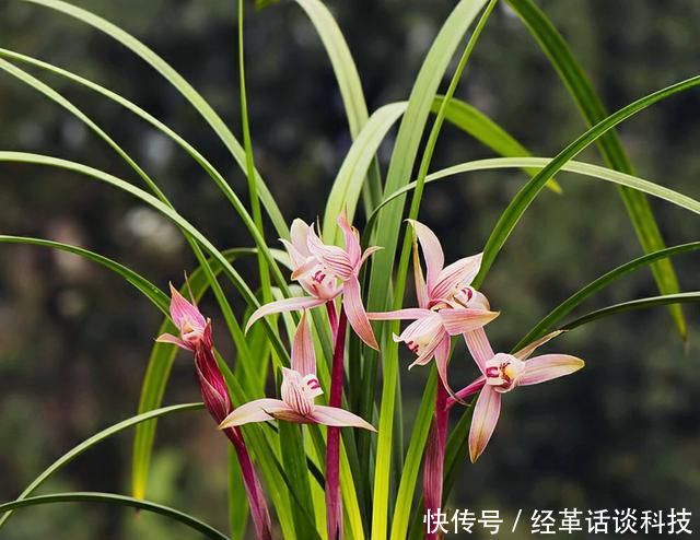 『操作方式』花盆太深怎么栽兰花?切忌根系比盆低,兰花上盆技巧比浇水重要