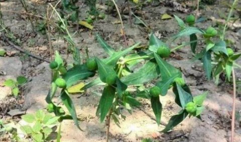  [乡下]乡下一种野草，汁液有毒，农民见了就砍，却不知是名贵的