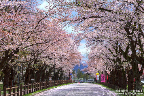 2019年樱花前线来袭！快来看最新樱花季预测！