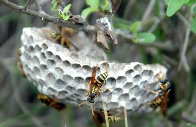  「七月」农村俗语“七月蜂八月蛇，九月黄鳝惹不得！”农民干农