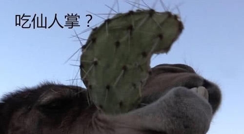 为什么在沙漠中，渴死的骆驼不能碰？真相揭开，让人不相信