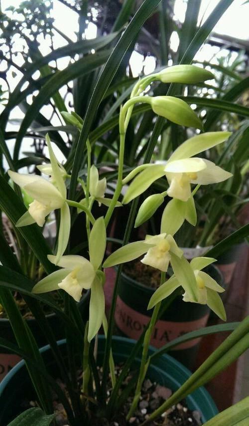  「便宜」最“便宜”的兰花，花色纯洁无暇，香味浓厚醇正，每年开花3次