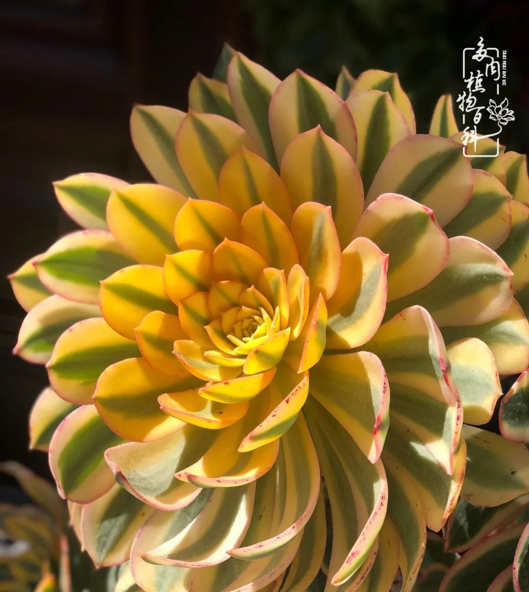  「院里」在茜的多肉小院里,花时间种快乐!