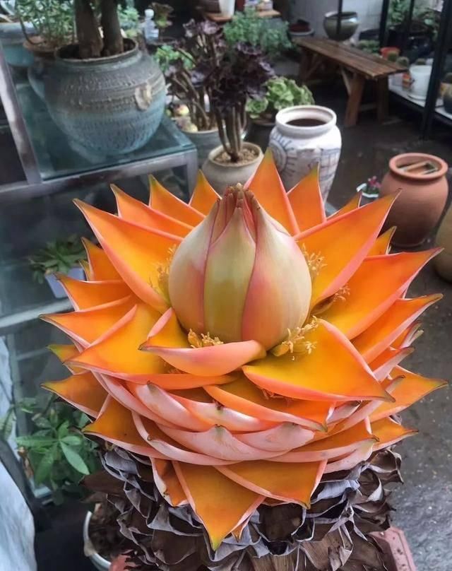 [有钱]这八种花命里带金，越养越有钱，你确定不来一盆吗？