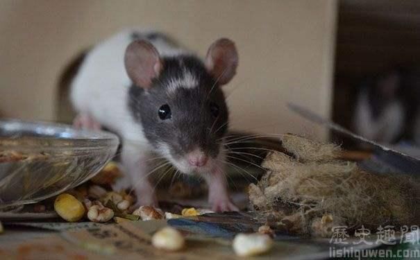 毒狗事件刷爆朋友圈,“当事人”终发声!