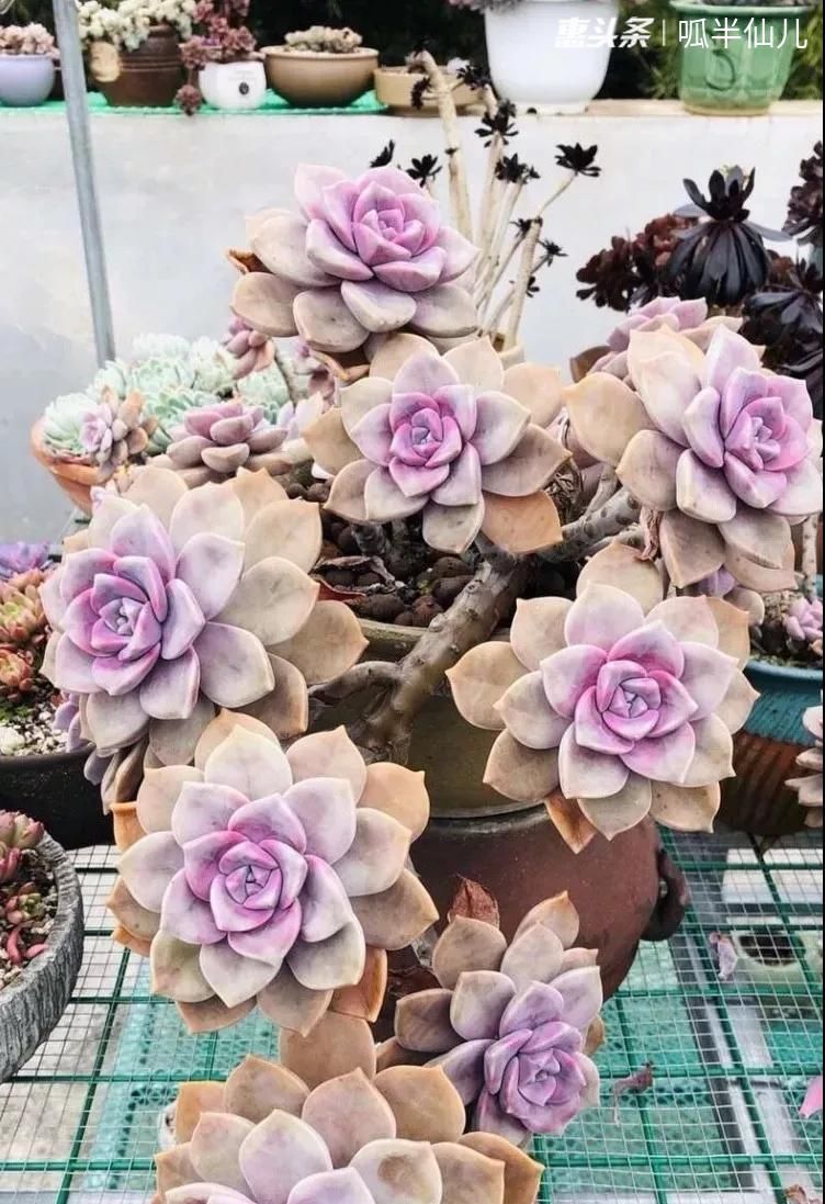  #上名#傻傻分不清的多肉，就看它这儿，一眼就能叫上名！