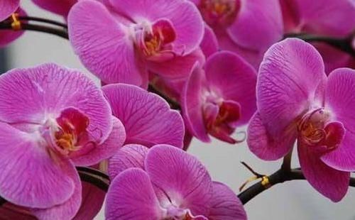【家里】这几款花卉养在家里,花期长易打理,花色鲜艳,适合种在庭院观赏