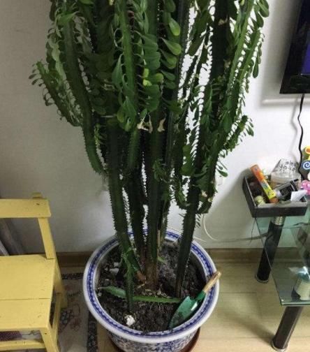  [值得]网友：3种花，长得'丑'，净化能力强，养一盆，值得吗？