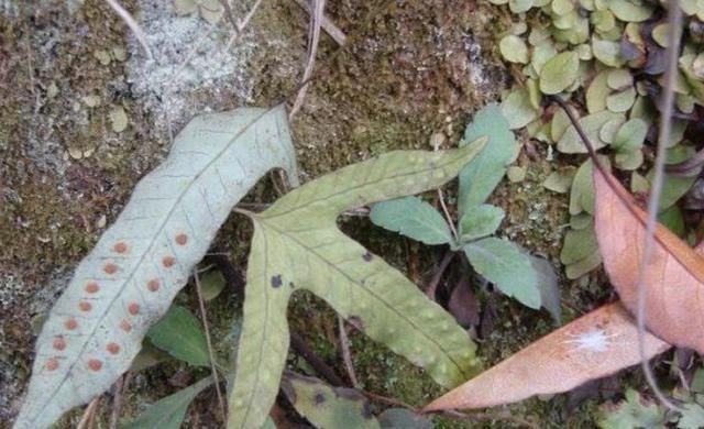  「人称」叶片奇特的“1种杂草”，人称“金鸡脚”，山上看到它，请珍惜