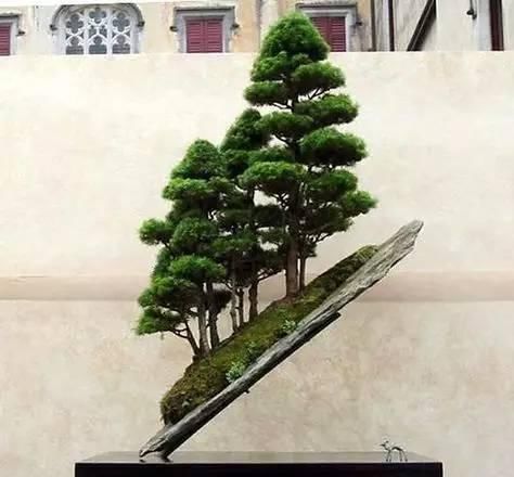 60例盆景树种，总有属于你的那棵（建议收藏）