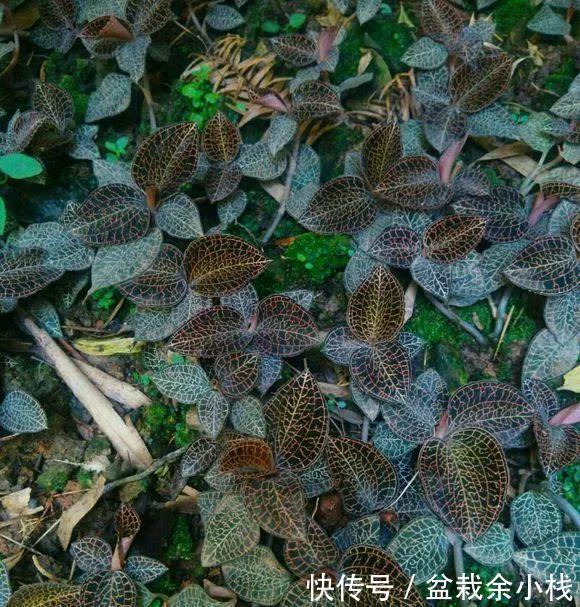  室内■5种花儿叶片自带“花纹”，室内就能长爆盆，看看你家有几种？
