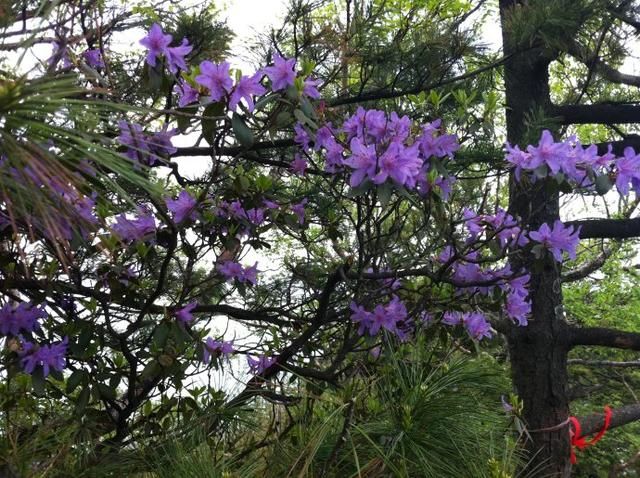 河南这个地方看日出绝对媲美泰山，云雾似天外之云，犹如人间仙境